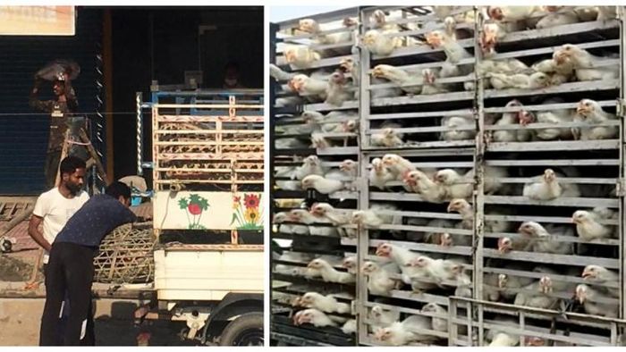 Illegal trade of banned broiler chicken continues in Assam despite government restrictions