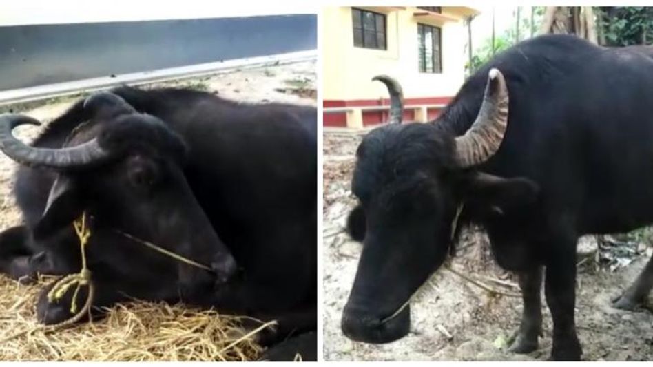 Assam police foils buffalo smuggling bid in Gossaigaon Assam police foils buffalo smuggling bid in Gossaigaon