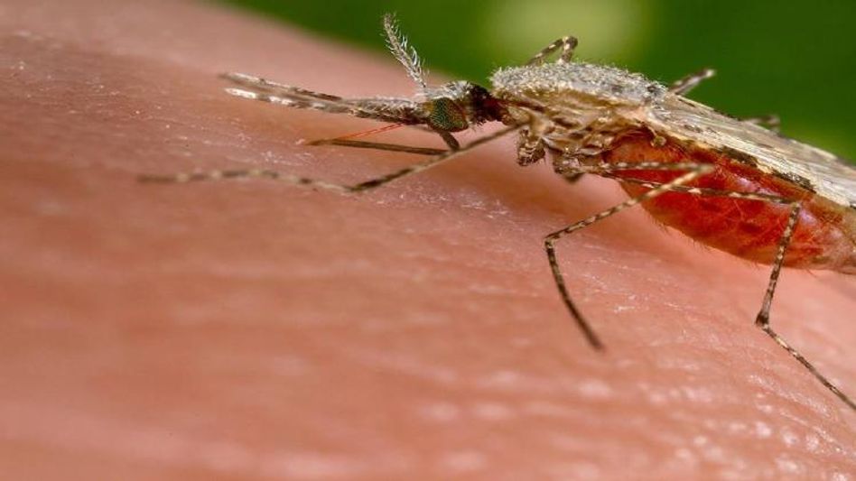 Tripura: Amidst Covid, state recorded 30 cases of Malaria, Diarrhea in rural hamlets Tripura: Amidst Covid, state recorded 30 cases of Malaria, Diarrhea in rural hamlets