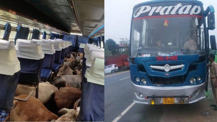 Cattle laden passenger bus seized in Jakhalabandha