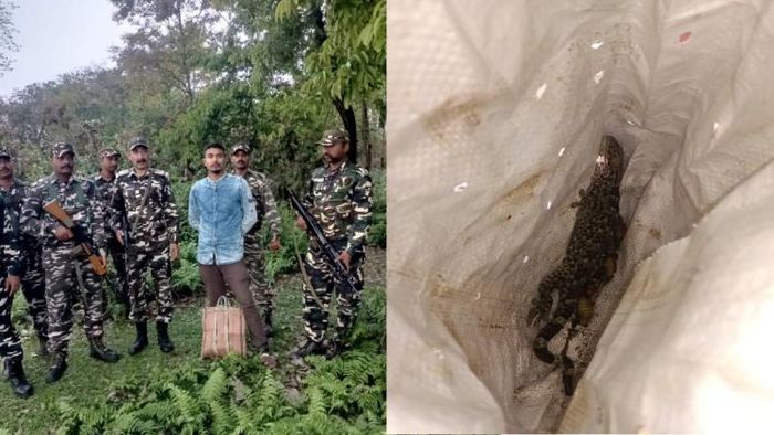 Rare species of Tokay Gecko recovered from Chirang district
