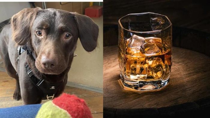 UK dog become first to be treated for alcohol addiction
