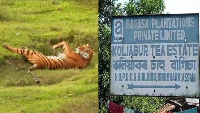 Section 144 imposed in Assam's Kaliabor over tiger threat
