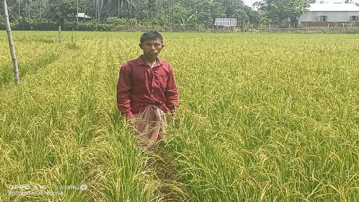 Basmati rice cultivation