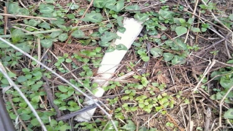 Skeleton found in Enchy jungle