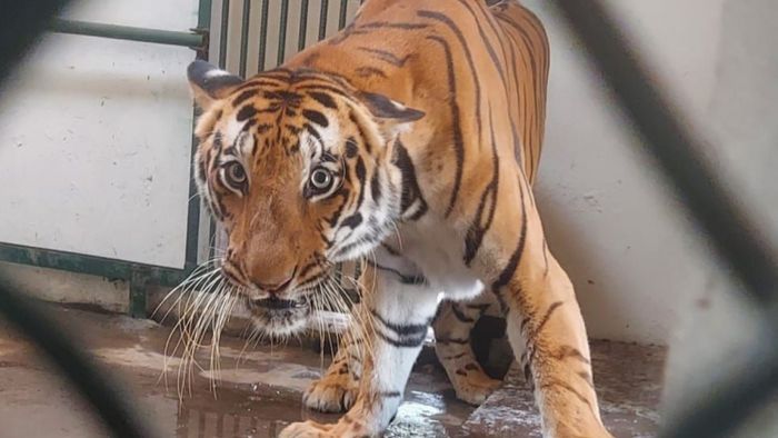 Aizawl zoological park exhibits two new Royal Bengal tigers