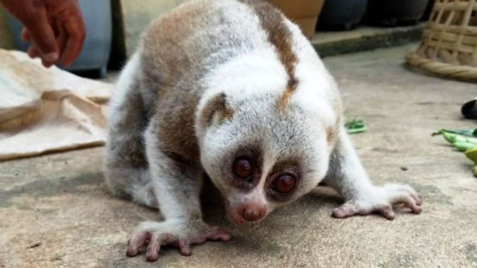 Assam: Locals rescue endangered Slow Loris from wetlands of Sonbeel Assam: Locals rescue endangered Slow Loris from wetlands of Sonbeel