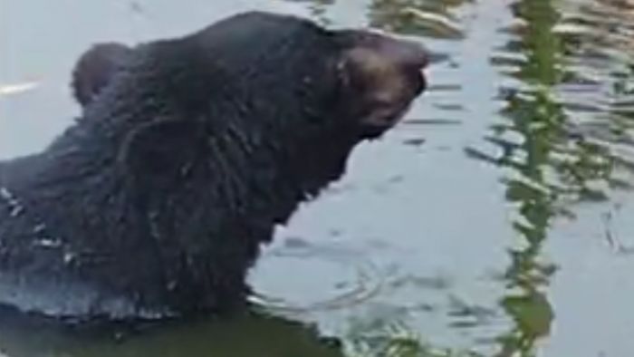 Four severely injured in bear attack in Chirang district