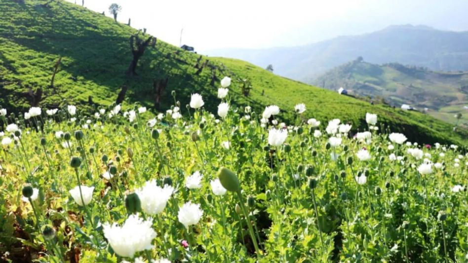 Manipur Christian Organization declares against drugs menace and poppy cultivation Manipur Christian Organization declares against drugs menace and poppy cultivation