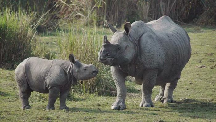 Did Assam government jack-up Rhino count in Kaziranga