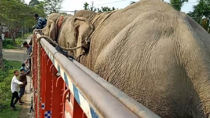 Around 25 elephants allegedly being transported from Arunachal