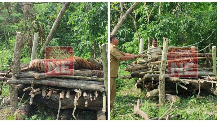 Assam: Bengal tigress dies in a battle with another tiger in Kaziranga
