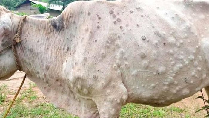 Meghalaya government declares villages as LSD infected zones in effort to control lumpy skin disease