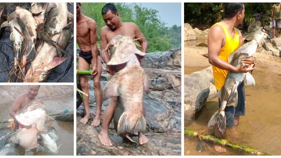 Meghalaya: Hundreds of fish including rare giant catfish found dead in Western Ri Bhoi river due to poisoning Meghalaya: Hundreds of fish including rare giant catfish found dead in Western Ri Bhoi river due to poisoning