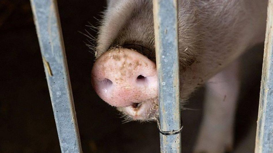 African Swine Fever Outbreak in Meghalaya: No human casualties confirmed African Swine Fever Outbreak in Meghalaya: No human casualties confirmed