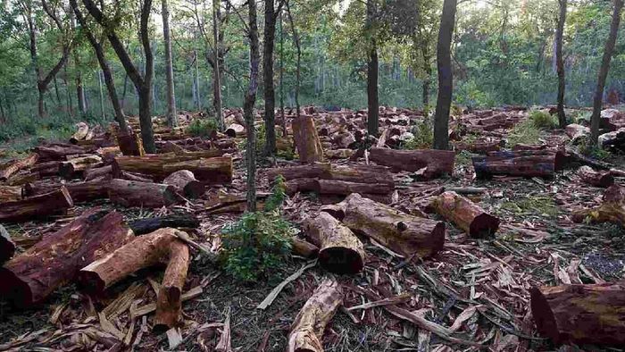 Crackdown on illegal timber smuggling in Krishnai Reserve Forest, Goalpara