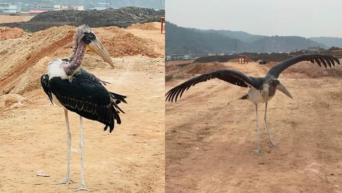 Photo credit: Aaranyak