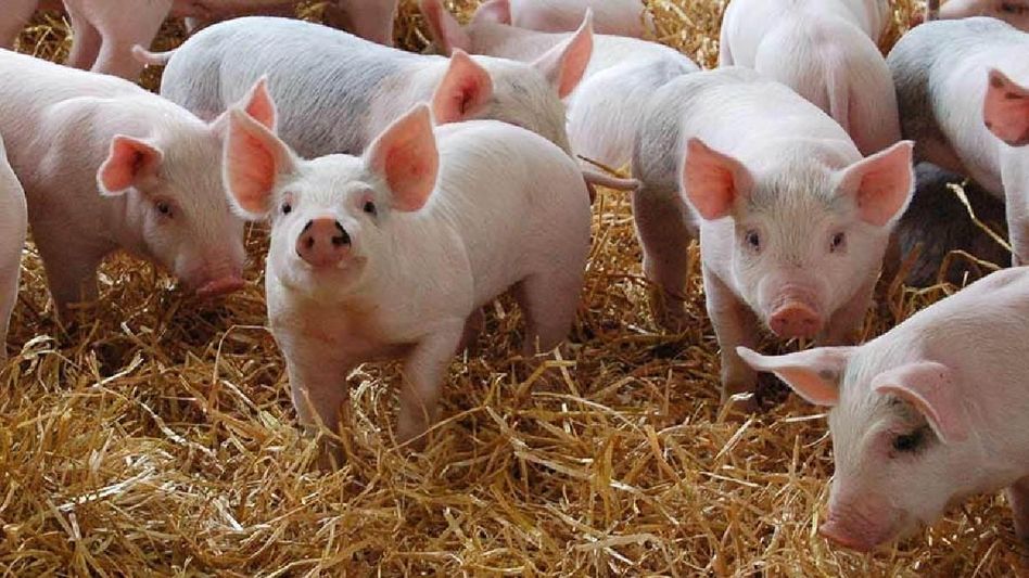 Meghalaya: Section 144 CrPC imposed in West Khasi Hills after the death of 22 pigs Meghalaya: Section 144 CrPC imposed in West Khasi Hills after the death of 22 pigs