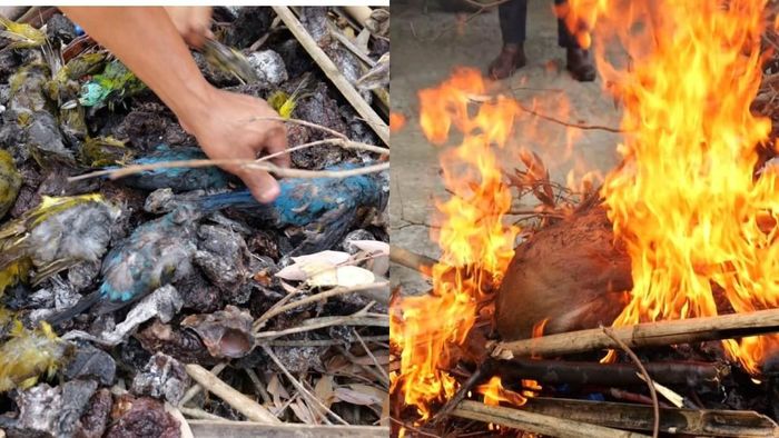 Animal carcasses disposed off under Wildlife Protection Act, 1972