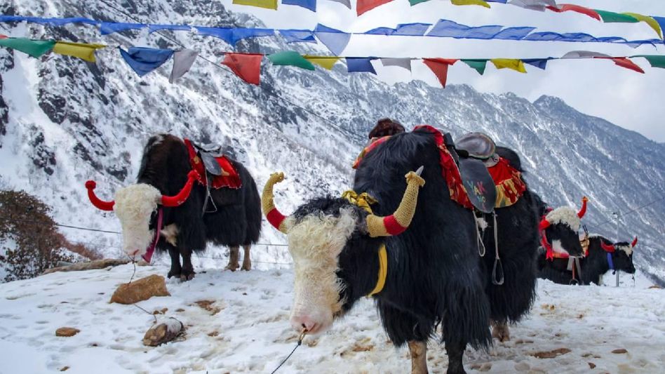 Sikkim's tourism sector suffers 50 per cent decline in tourists Sikkim's tourism sector suffers 50 per cent decline in tourists