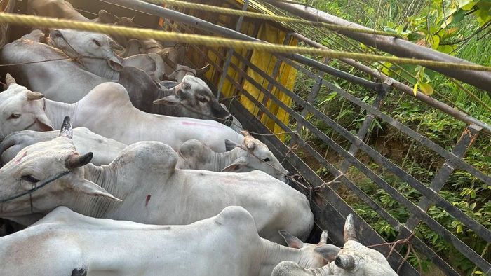 Three held with 12 Myanmar breed cattle in Tripura