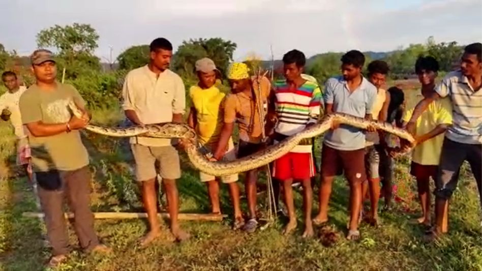 Assam: 18-feet-long Burmese rock python rescued in Samaguri Assam: 18-feet-long Burmese rock python rescued in Samaguri