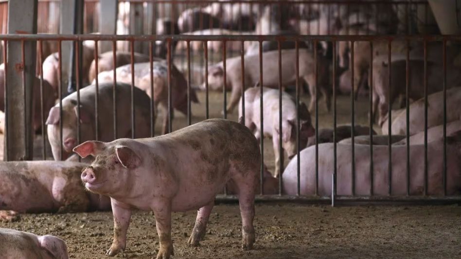 Meghalaya: 117 pigs died due to African Swine Fever in four districts Meghalaya: 117 pigs died due to African Swine Fever in four districts