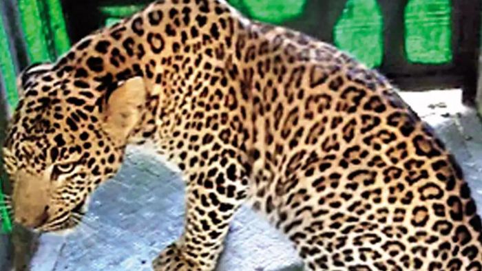 Leopard trapped in Sikkim, released into the wild