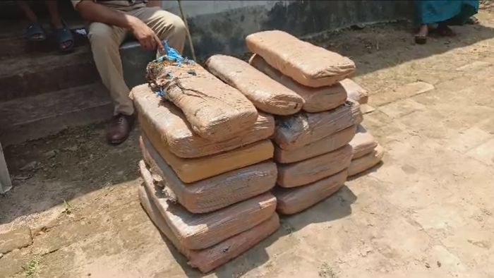 Tripura police seize 130 kg of cannabis in Khowai district