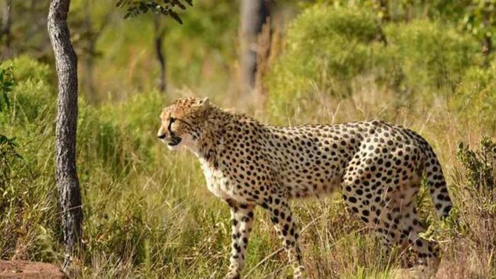 African Cheetah dies at Kuno National Park