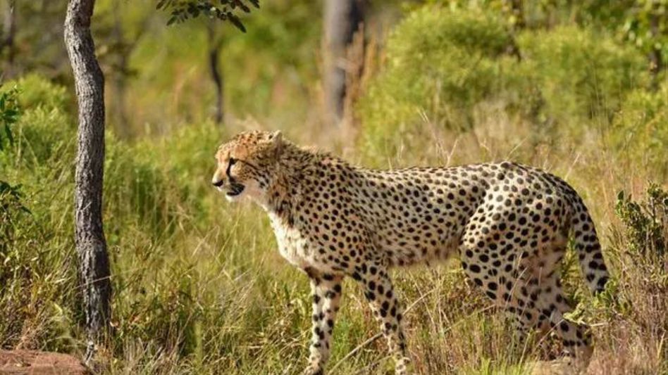 African Cheetah dies at Kuno National Park, third death in two months African Cheetah dies at Kuno National Park, third death in two months