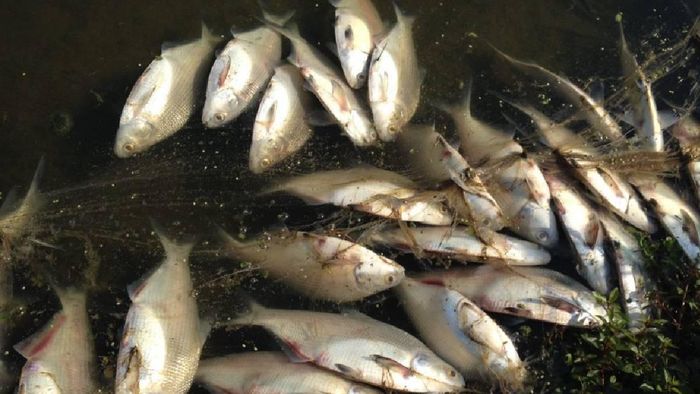 Nagaland: 43 hospitalised after suspected fish poisoning outbreak in Pongching village