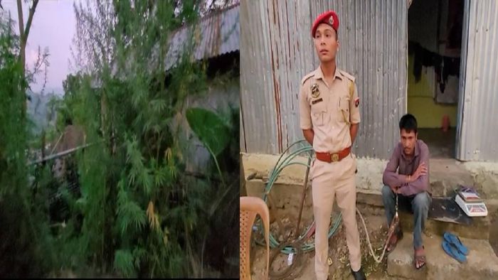 Illegal hemp farm destroyed in Lower Haflong in Dima Hasao