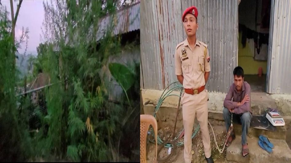 Assam: Police destroy illegal hemp farm in Haflong, one arrested Assam: Police destroy illegal hemp farm in Haflong, one arrested