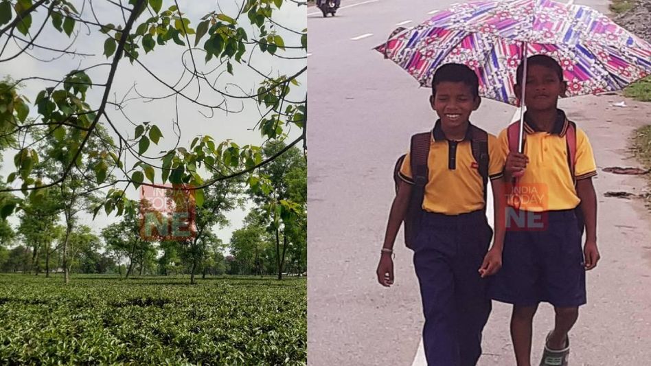 Assam: Despite rain, paddy farmers, tea growers in absence of hope as heat wave continues Assam: Despite rain, paddy farmers, tea growers in absence of hope as heat wave continues