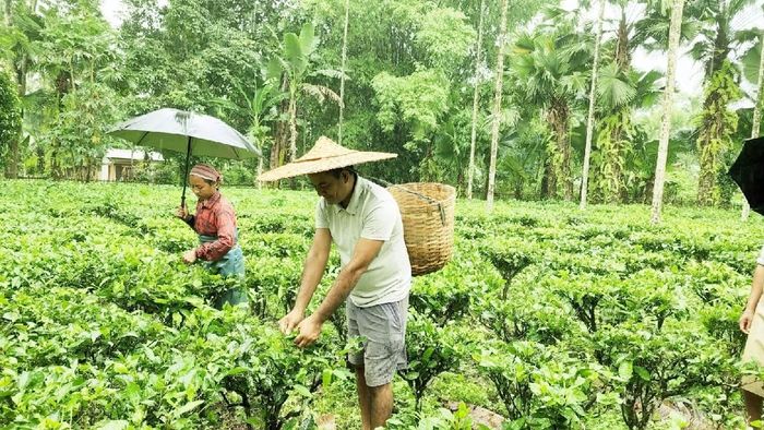 Solidaridad’s Trinitea programme extending helping hand to small tea growers in state