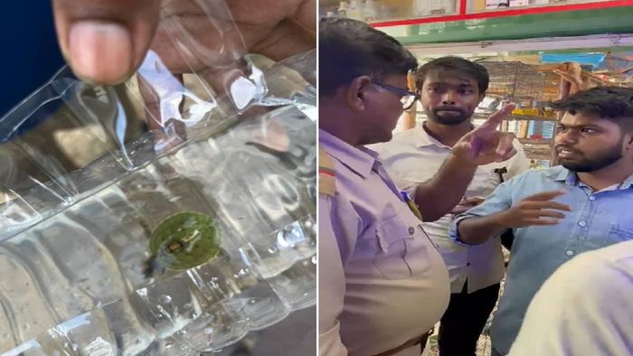 Roofed turtle babies rescued in Agartala