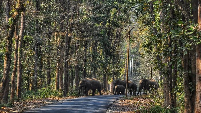 Meghalaya: Village champions trained to foster human-elephant coexistence in West Garo Hills