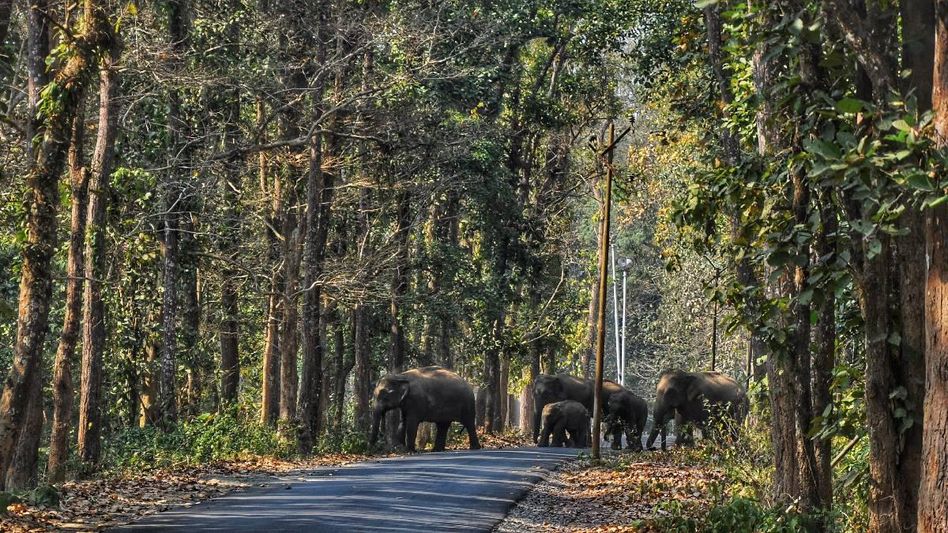 Meghalaya: Village champions trained to foster human-elephant coexistence in West Garo Hills Meghalaya: Village champions trained to foster human-elephant coexistence in West Garo Hills