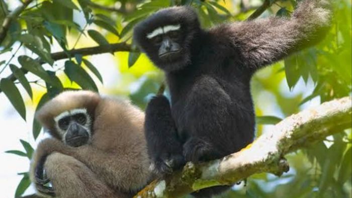 Illegal timber 'mafia' stripping Hoolock Gibbon habitat in Assam