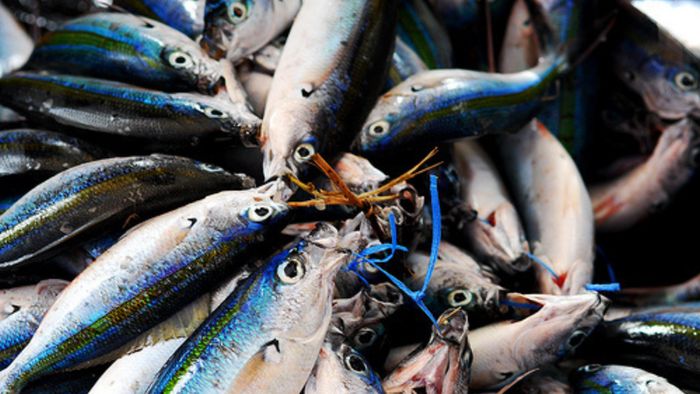 Meghalaya government bans fish imports from other states on formalin content