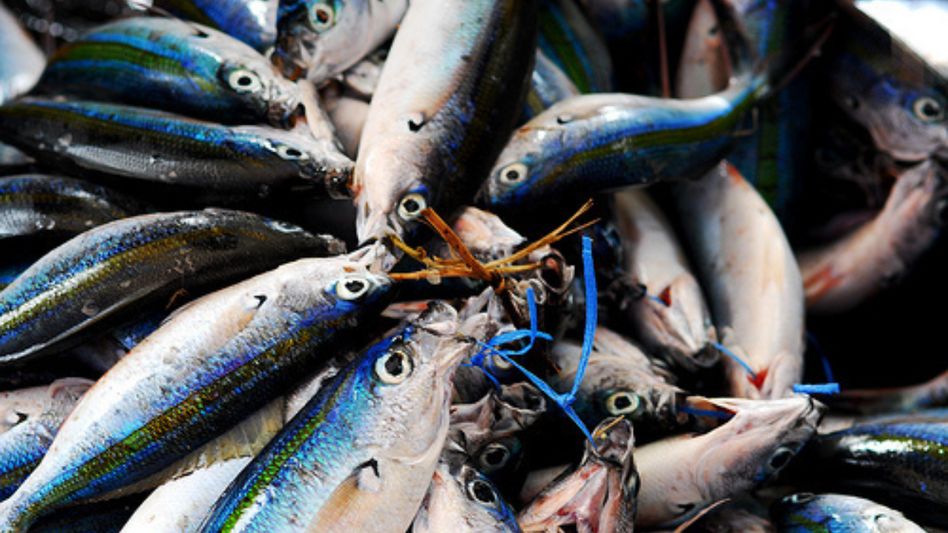 Meghalaya government bans fish imports from other states on formalin content Meghalaya government bans fish imports from other states on formalin content