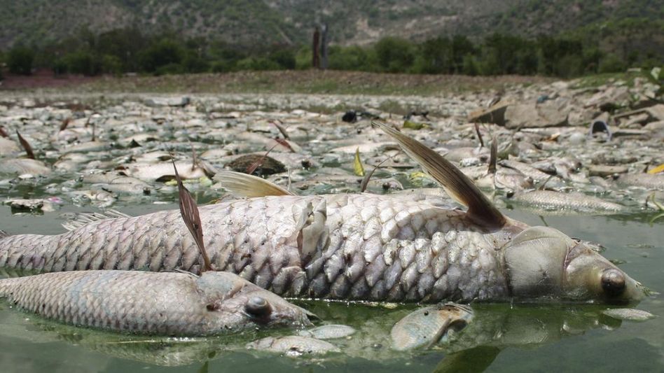 Meghalaya: Day after blanket ban, bacteria found in fish shipped in from outside state Meghalaya: Day after blanket ban, bacteria found in fish shipped in from outside state