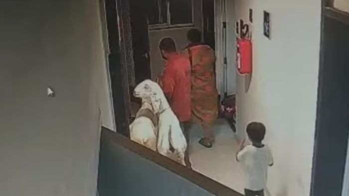 Mumbai police registers case against 11 for allegedly bringing goats meant for sacrifice on Bakrid