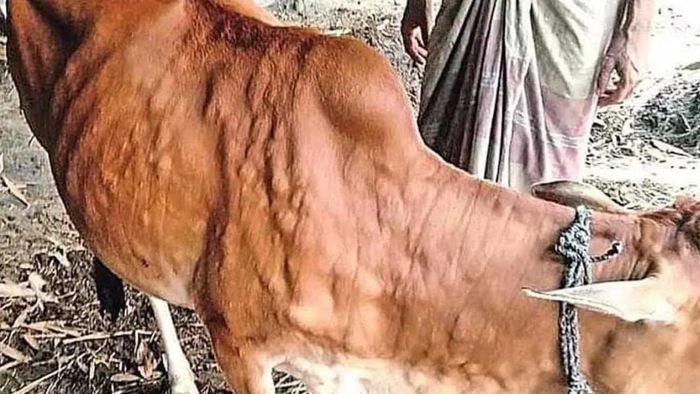Meghalaya witnesses decrease in Lumpy Skin Disease among cows
