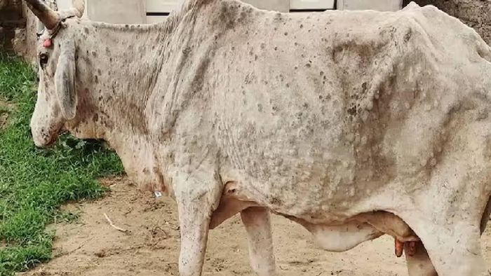 Contagious lumpy skin disease should be declared an epidemic in Sikkim: Animal Husbandry department