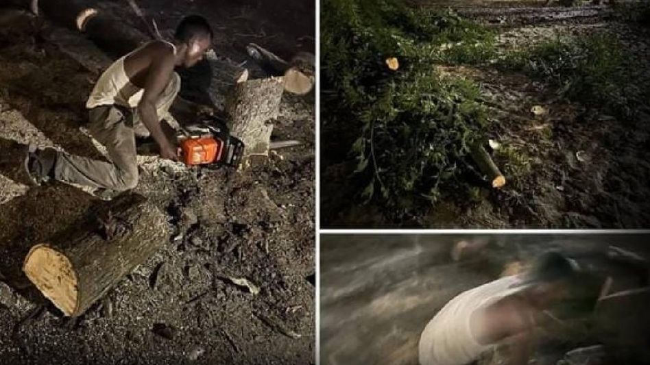 Assam BJP legislator shares video of trees being ‘secretly’ cut down inside MLA hostel campus Assam BJP legislator shares video of trees being ‘secretly’ cut down inside MLA hostel campus