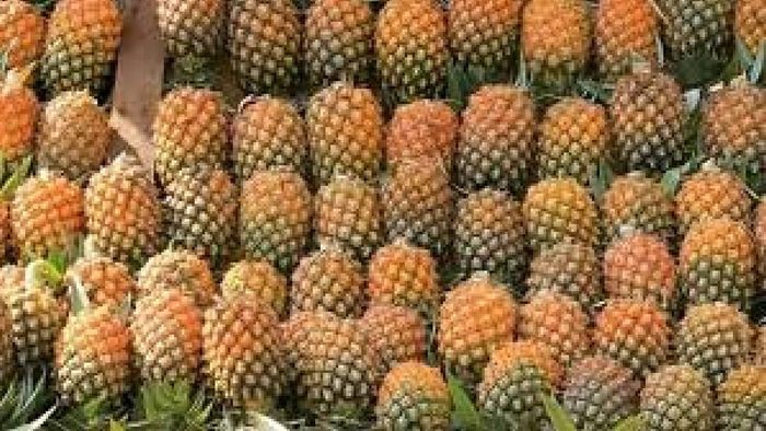 Meghalayan Pineapple