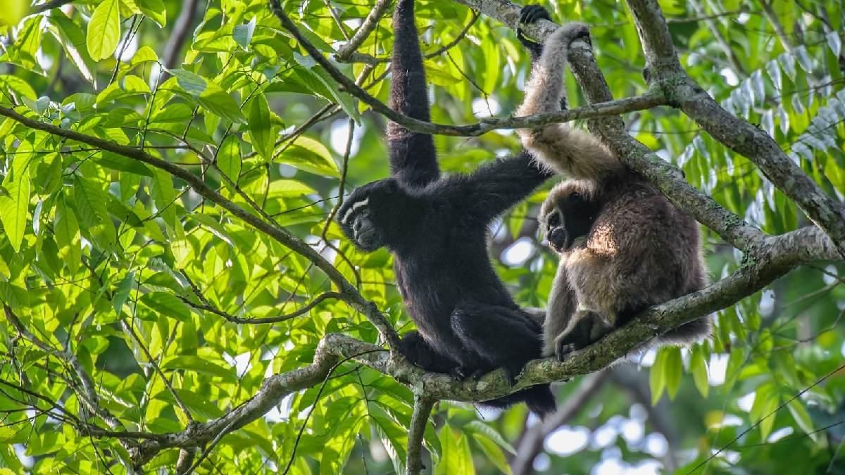 Arunachal: Hoolock gibbon conservation campaign conducted in Wakro village