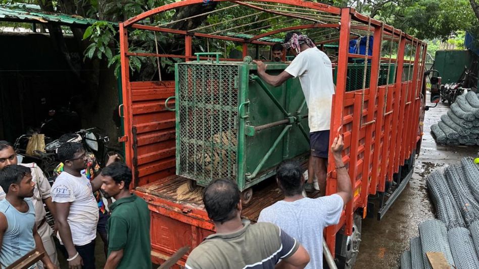 Arunachal: Itanagar Zoo welcomes two more tigers and three gharials Arunachal: Itanagar Zoo welcomes two more tigers and three gharials
